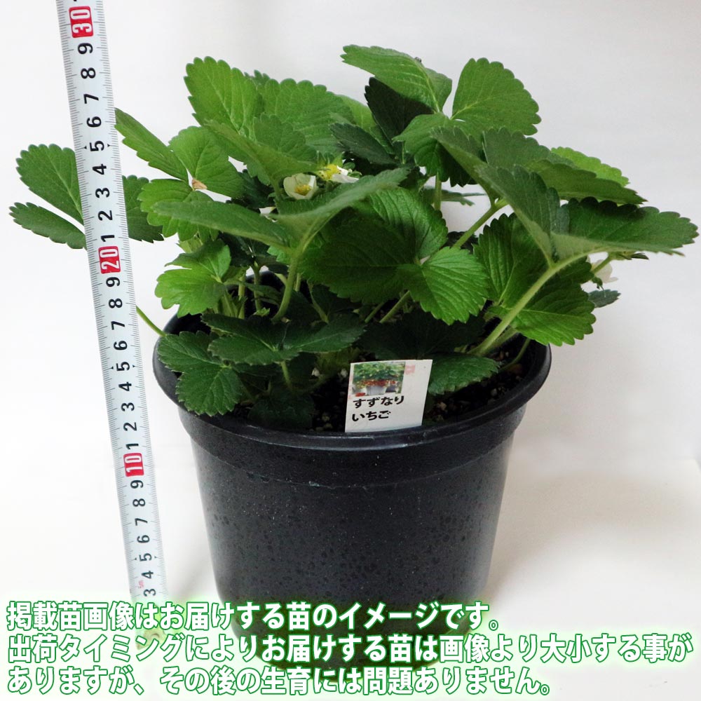 すずなり大実いちご【野菜苗 18cmポット大苗／1個】