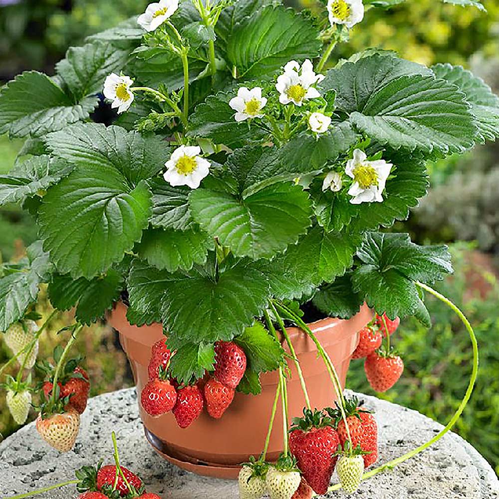 すずなり大実いちご【野菜苗 18cmポット大苗／1個】