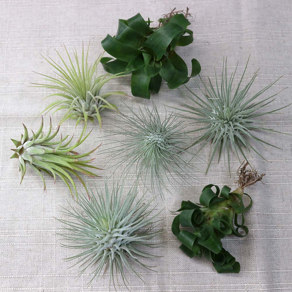 エアープランツ チランジア フリーセア ラシナエ【幅約8cm×高さ約5cm/1個】