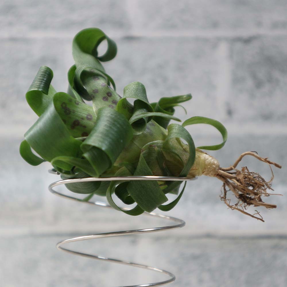 エアープランツ チランジア フリーセア ラシナエ【幅約8cm×高さ約5cm/1個】