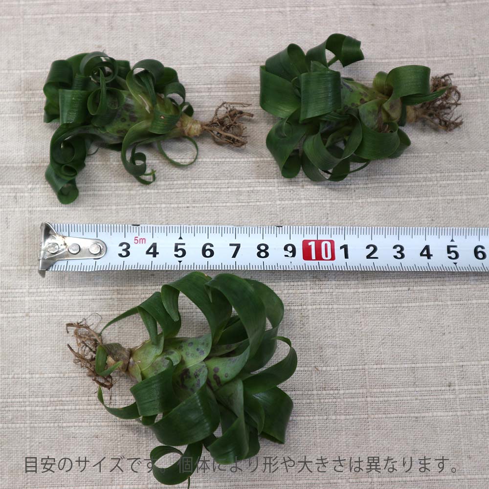 エアープランツ チランジア フリーセア ラシナエ【幅約8cm×高さ約5cm/1個】