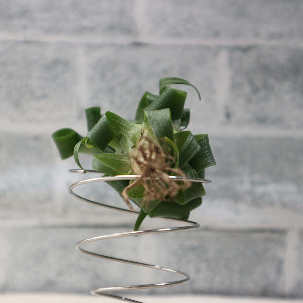 エアープランツ チランジア フリーセア ラシナエ【幅約8cm×高さ約5cm/1個】