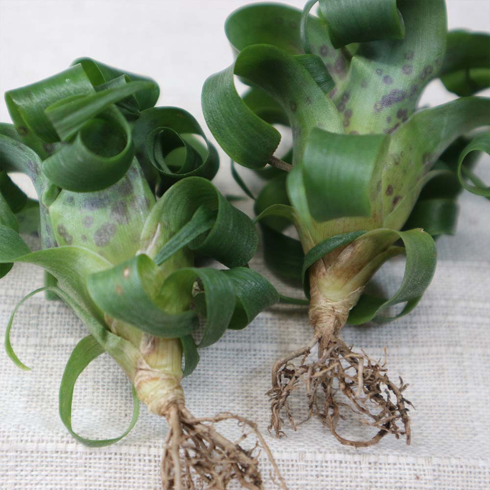 エアープランツ チランジア フリーセア ラシナエ【幅約8cm×高さ約5cm/1個】