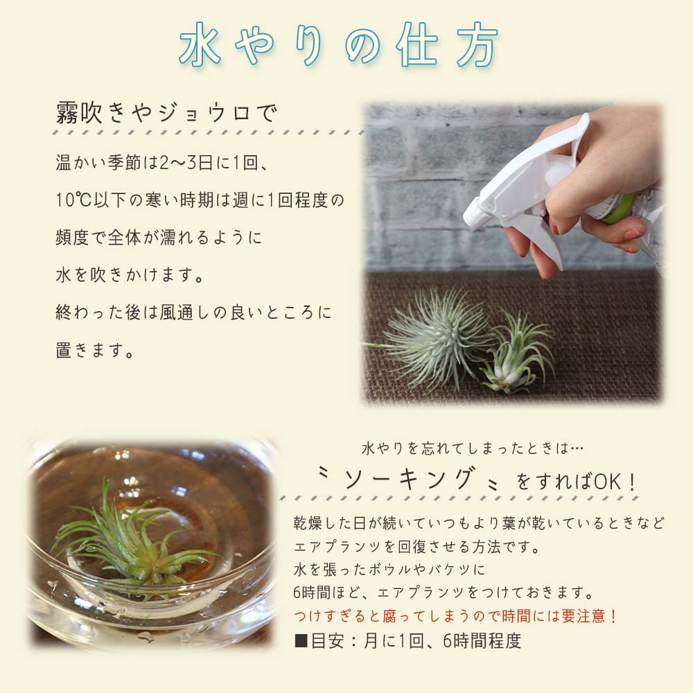 エアープランツ チランジア フリーセア ラシナエ【幅約8cm×高さ約5cm/1個】