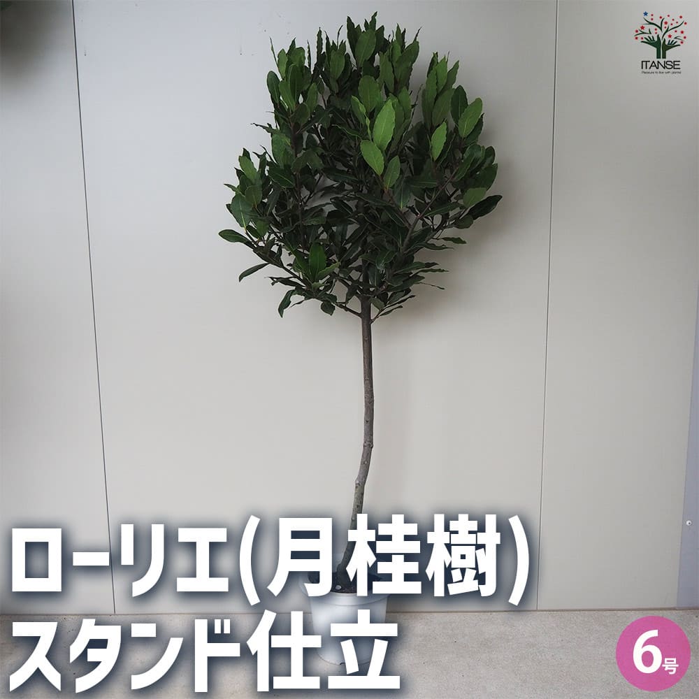 月桂樹 ローリエ 10号 スパイラル仕立て 常緑樹 中型 グリーン鉢