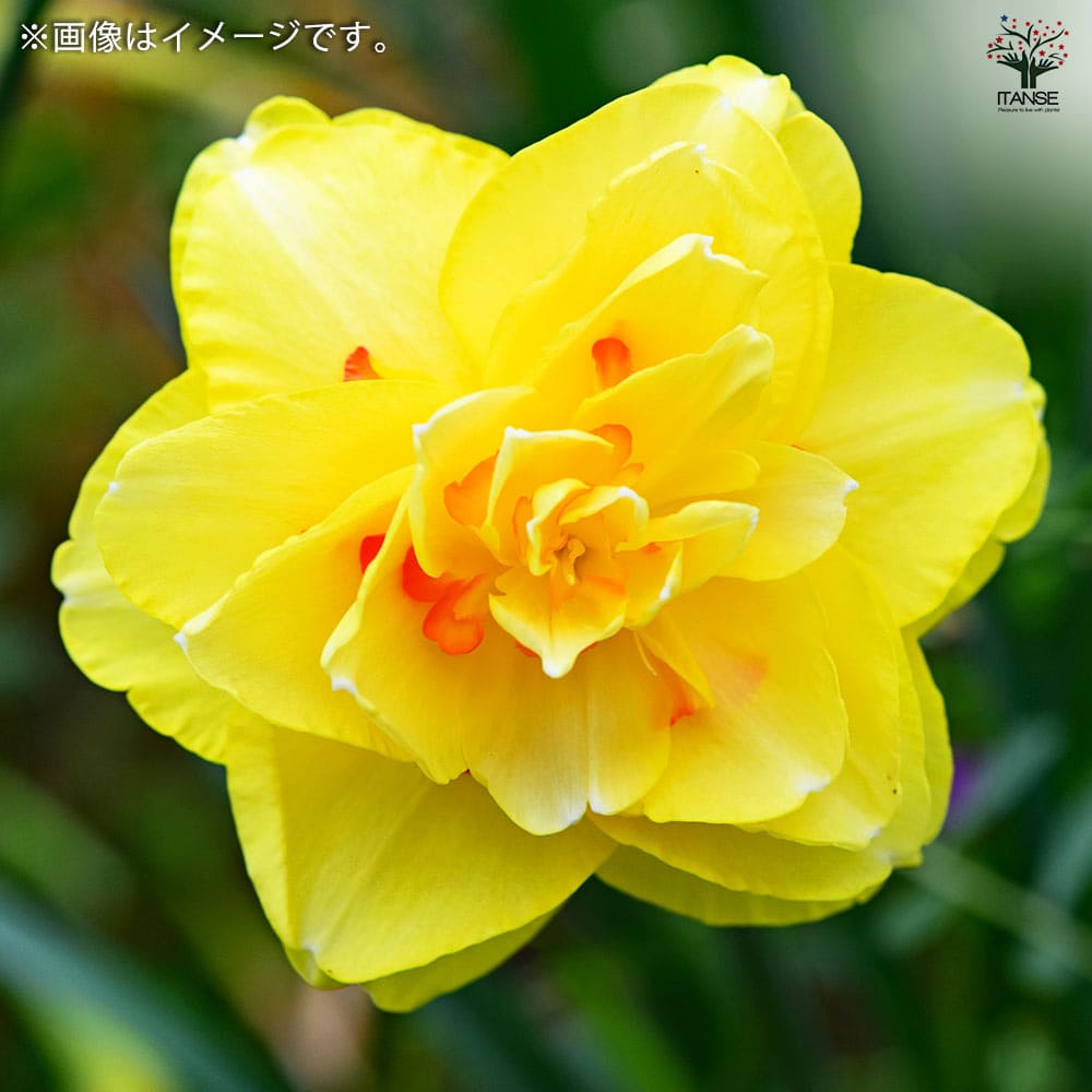 水仙球根 2球 2個 イエロー 黄色 八重咲き フリフリ ひらひら 水仙球根 2球 2個 イエロー 黄色 八重咲き フリフリ ひらひら 水仙球根