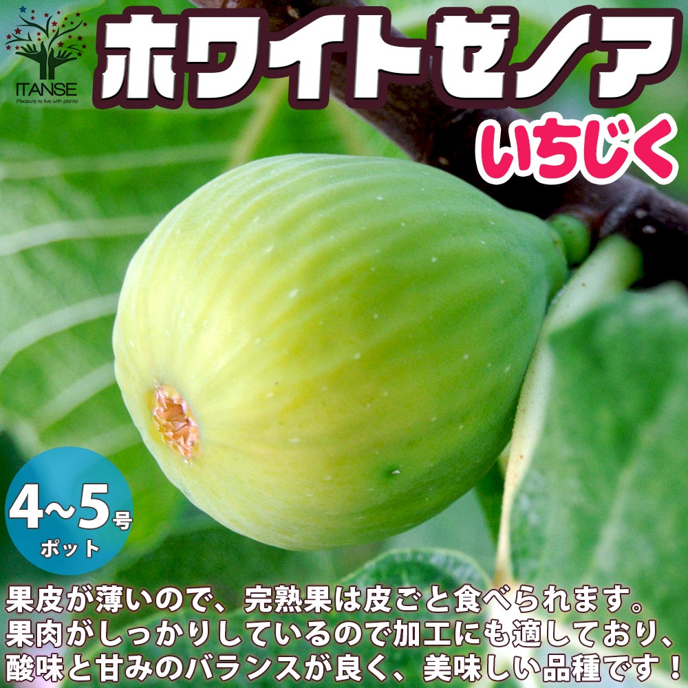 イチジクの苗木 ホワイトゼノア【果樹の苗木 12～15cmポット 1