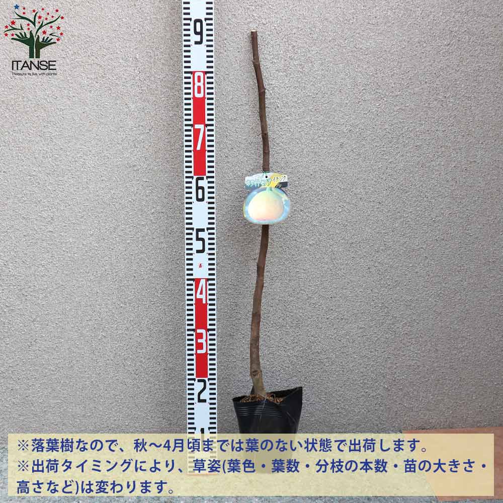 イチジクの苗木 ホワイトゼノア【果樹苗／12～15cmポット挿木苗／1個売り】