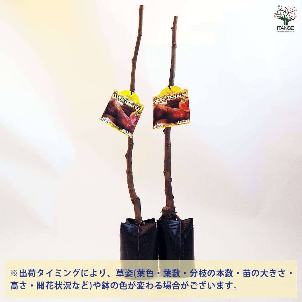 イチジクの苗木 ブラウンターキー 【果樹の苗木 4.5号ポット／1個売り