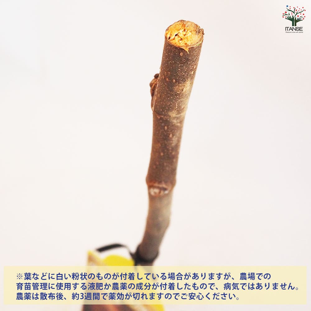 イチジクの苗木 ブラウンターキー 【果樹の苗木 4.5号ポット／1個売り