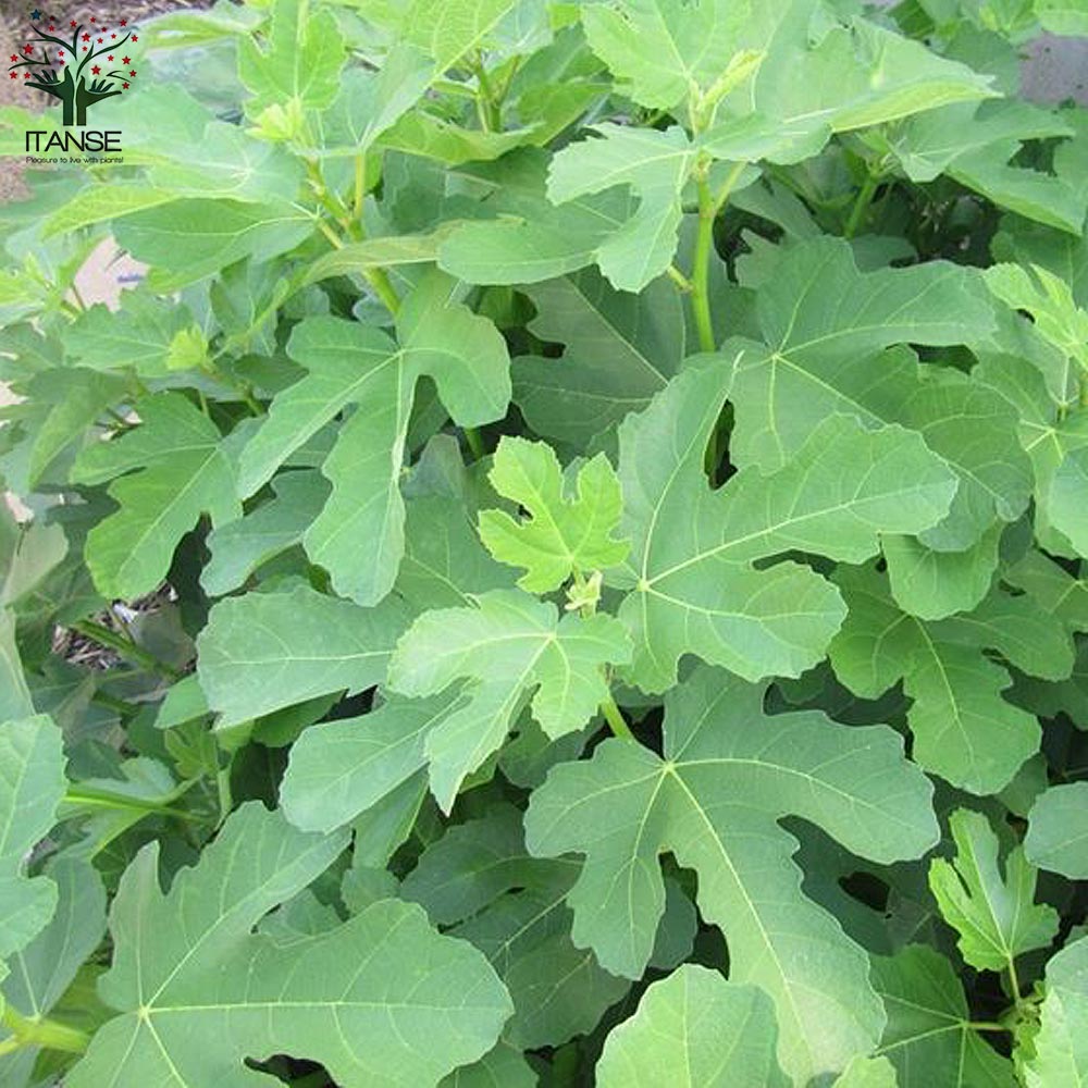 イチジクの苗木 ホワイトゼノア【果樹の苗木 12～15cmポット 1