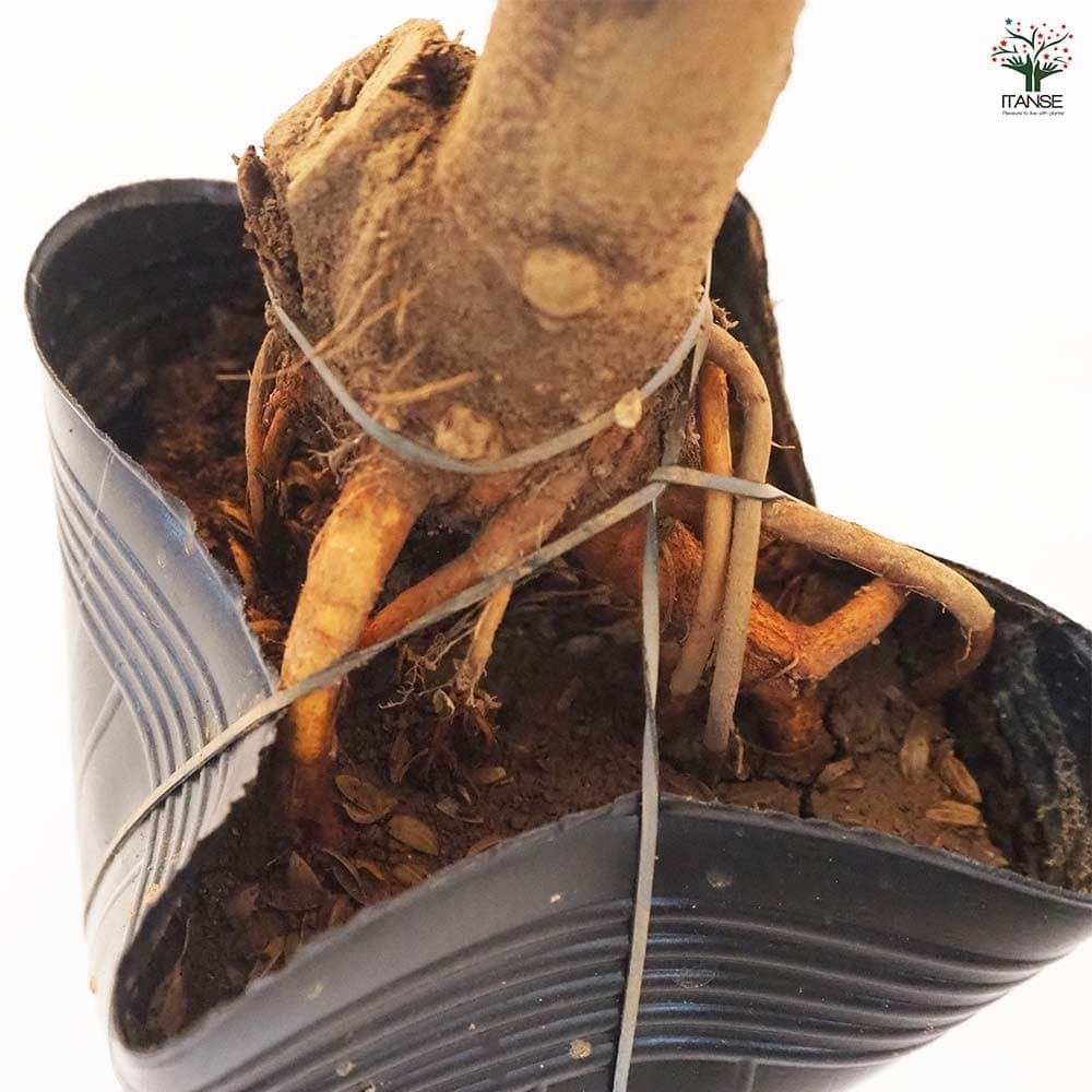 イチジクの苗木 ブラウンターキー 【果樹の苗木 4.5号ポット／1個売り