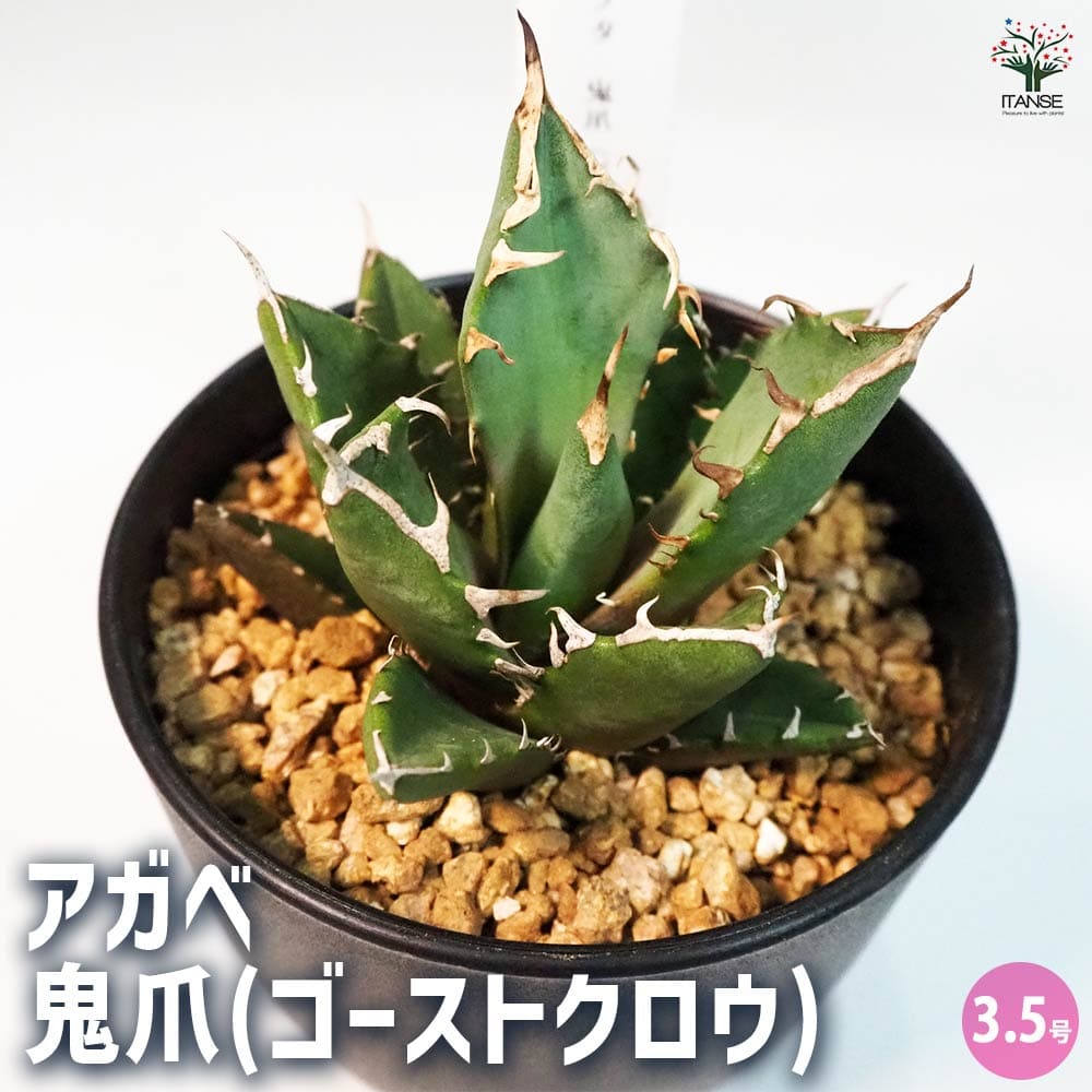 アガベ 鬼爪　親株 アガベ・チタノタ「鬼爪（Ghost Claw）」とは？別名「雪峰
