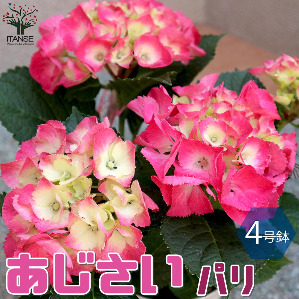 Itanse良品セレクト通販 Itanse良品セレクト通販