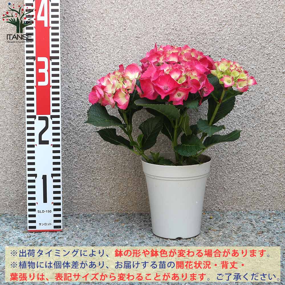 Itanse良品ｾﾚｸﾄ通販