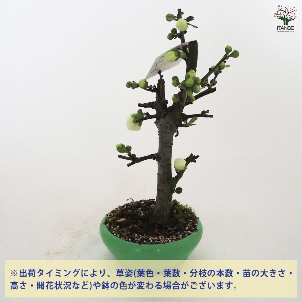 ボケ 銀長寿 【花木苗 4号／1個売り】｜ 【植物のITANSE】全品