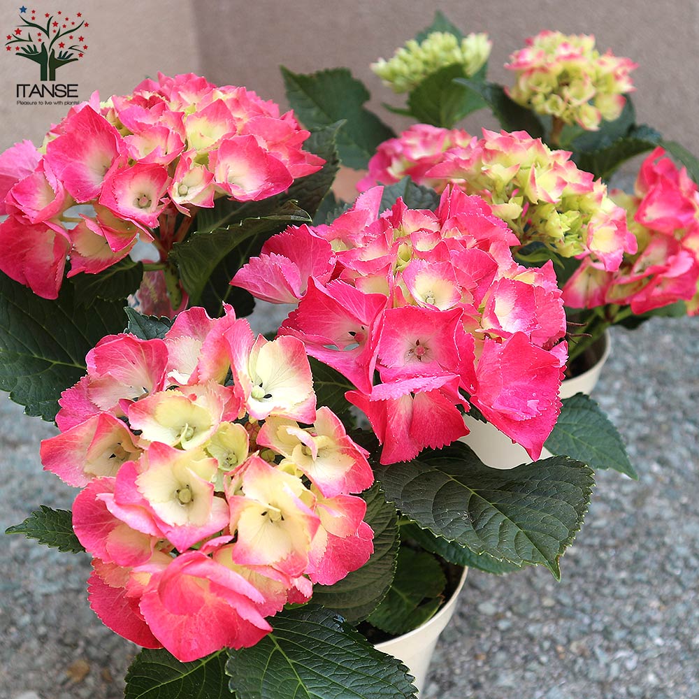 Itanse良品ｾﾚｸﾄ通販