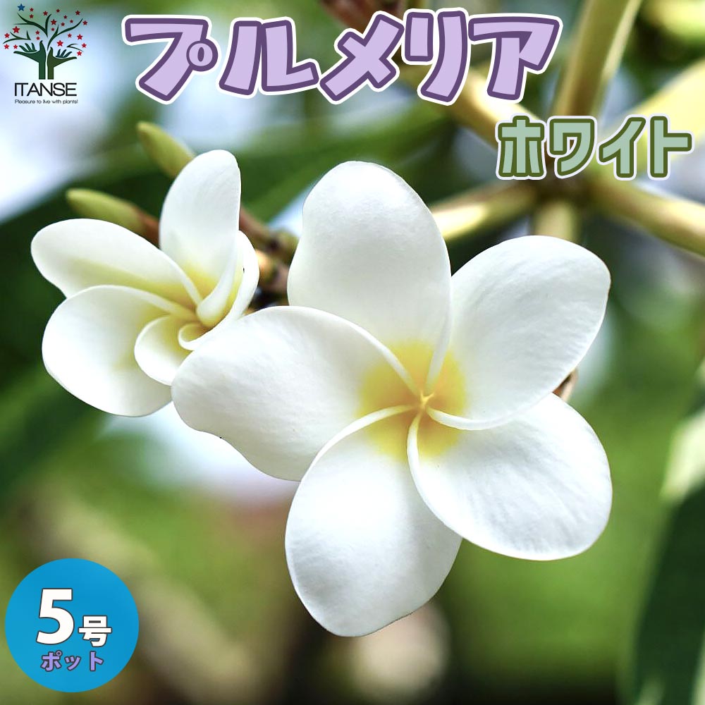 プルメリアの苗 熱帯花木苗【庭木 5号鉢／1個売り】｜ 【植物の