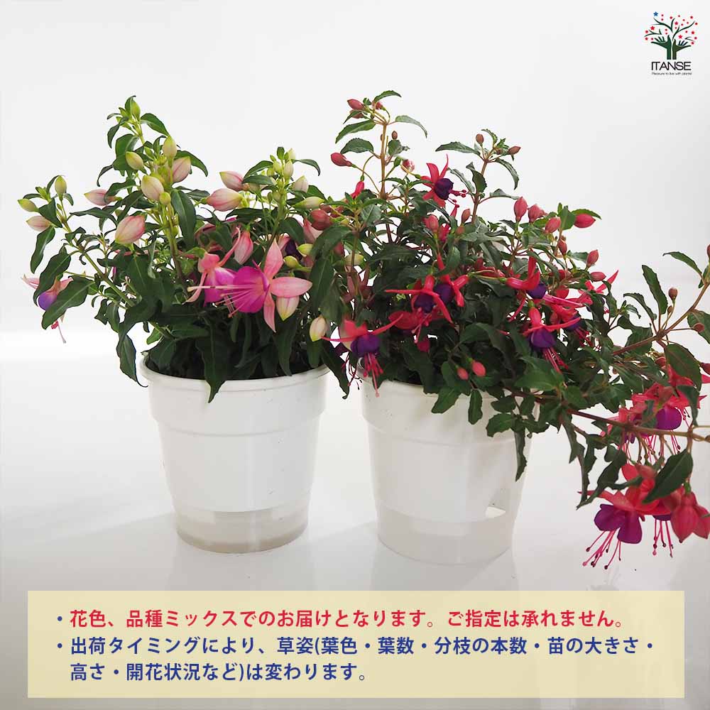 フクシア プーニー 色MIX見計い 【花木苗 4号】｜ 【植物の