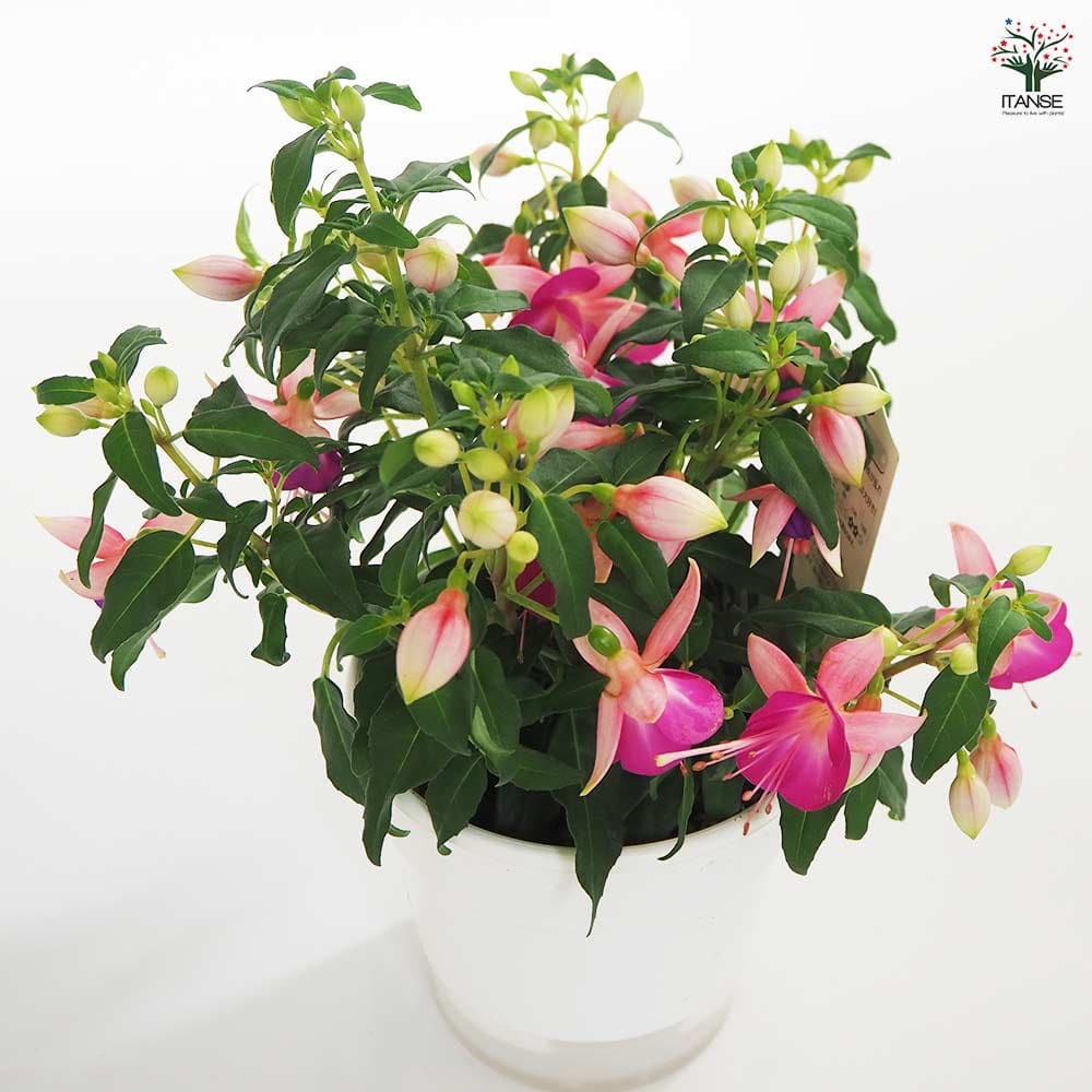 フクシア プーニー 色MIX見計い 【花木苗 4号】｜ 【植物の