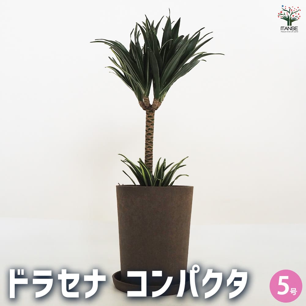 ドラセナ コンパクタ 【観葉植物 5号鉢／1個売り】｜ 【植物の