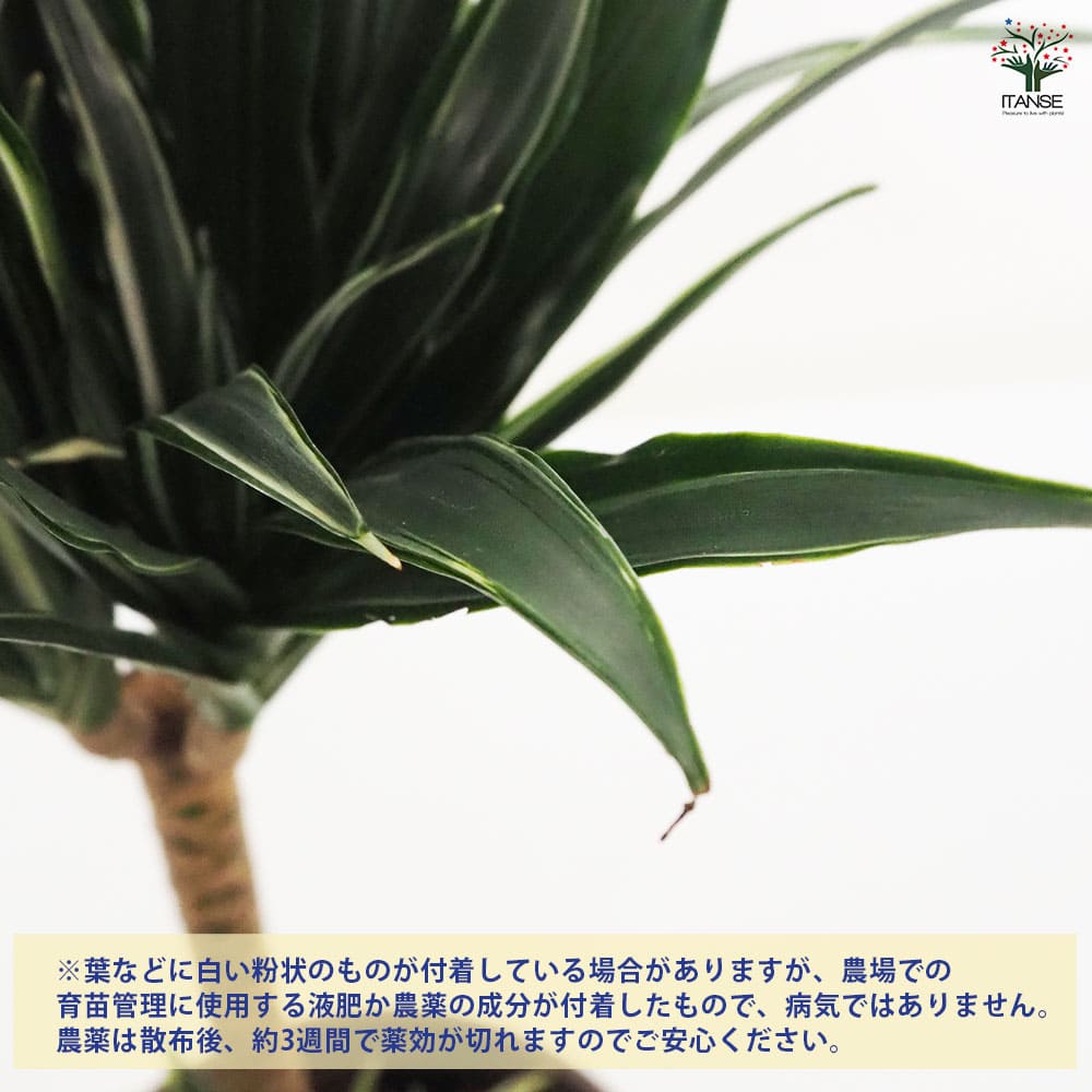 ドラセナ コンパクタ 【観葉植物 5号鉢／1個売り】｜ 【植物の