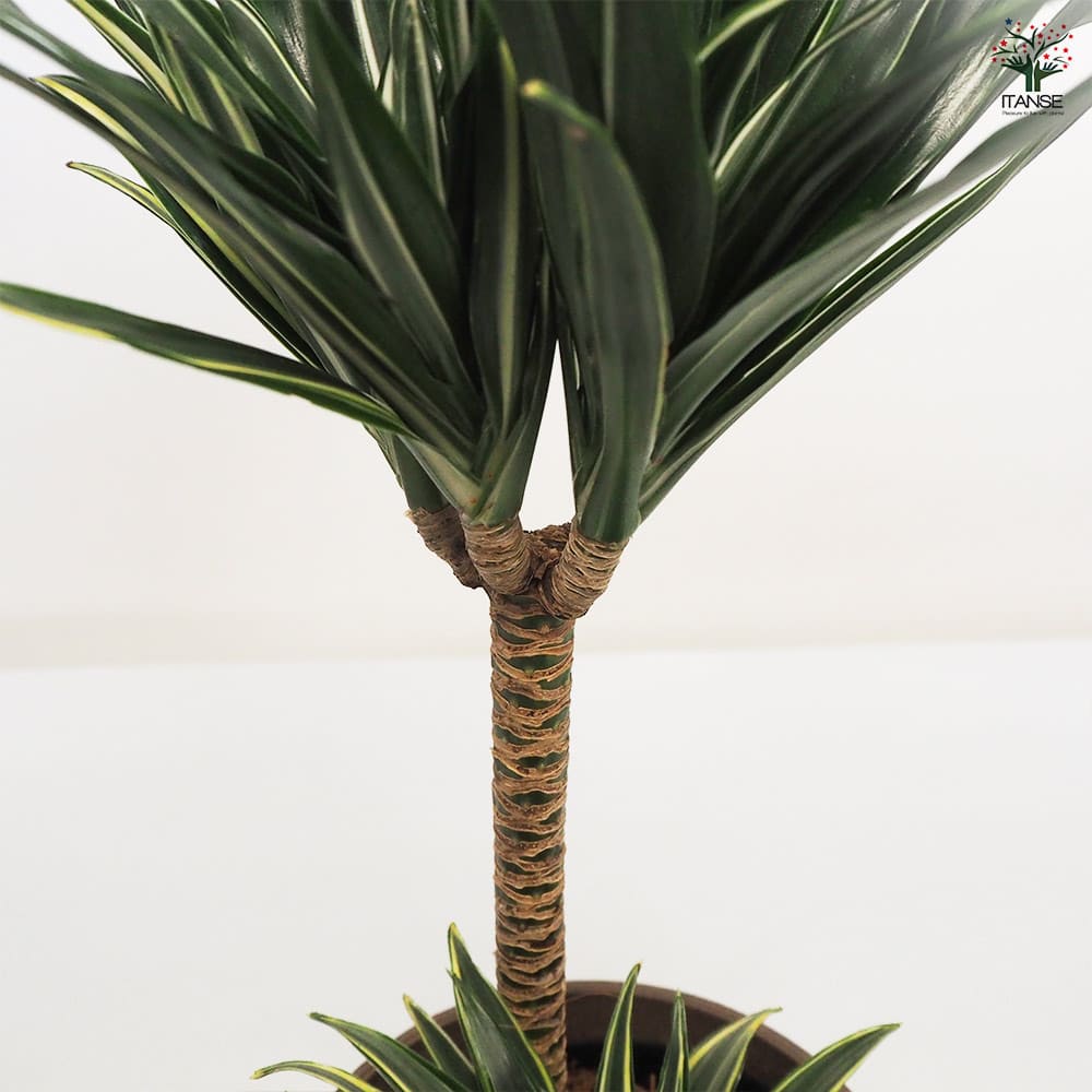 ドラセナ コンパクタ 【観葉植物 5号鉢／1個売り】｜ 【植物の