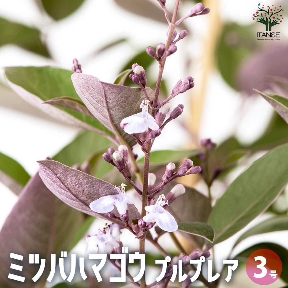 ミツバハマゴウ プルプレア 【花苗 3号】｜ 【植物のITANSE