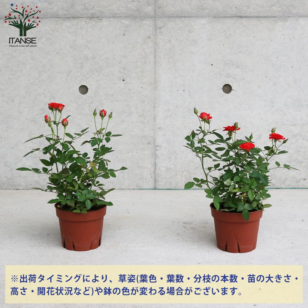 ミニ薔薇の苗 シルクレッド【花苗 4号鉢／1個売り】