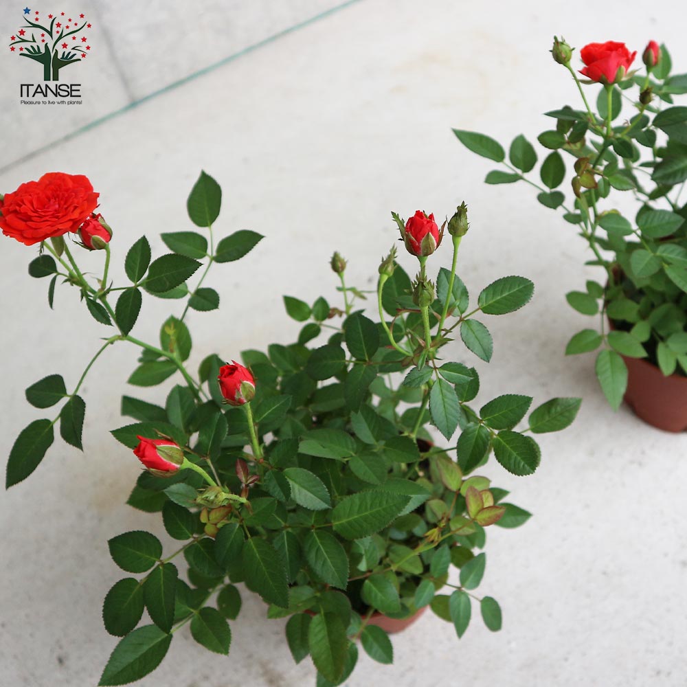 ミニ薔薇の苗 シルクレッド【花苗 4号鉢／1個売り】｜ 【植物の