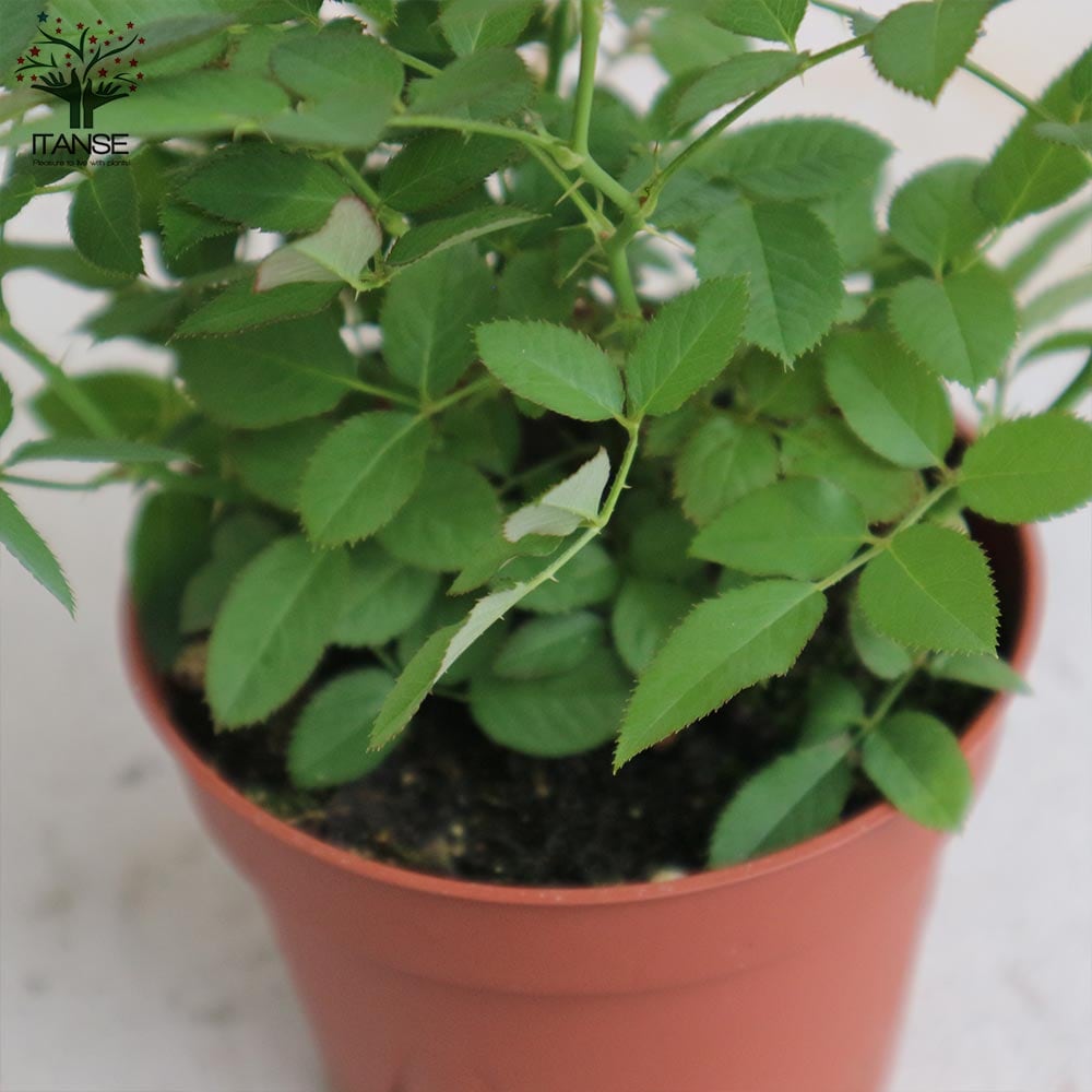 ミニ薔薇の苗 シルクレッド【花苗 4号鉢／1個売り】｜ 【植物の