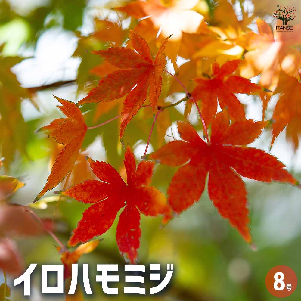 イロハモミジ イロハモミジ 【花木苗 8号／1個売り】｜ 【植物のITANSE】全品