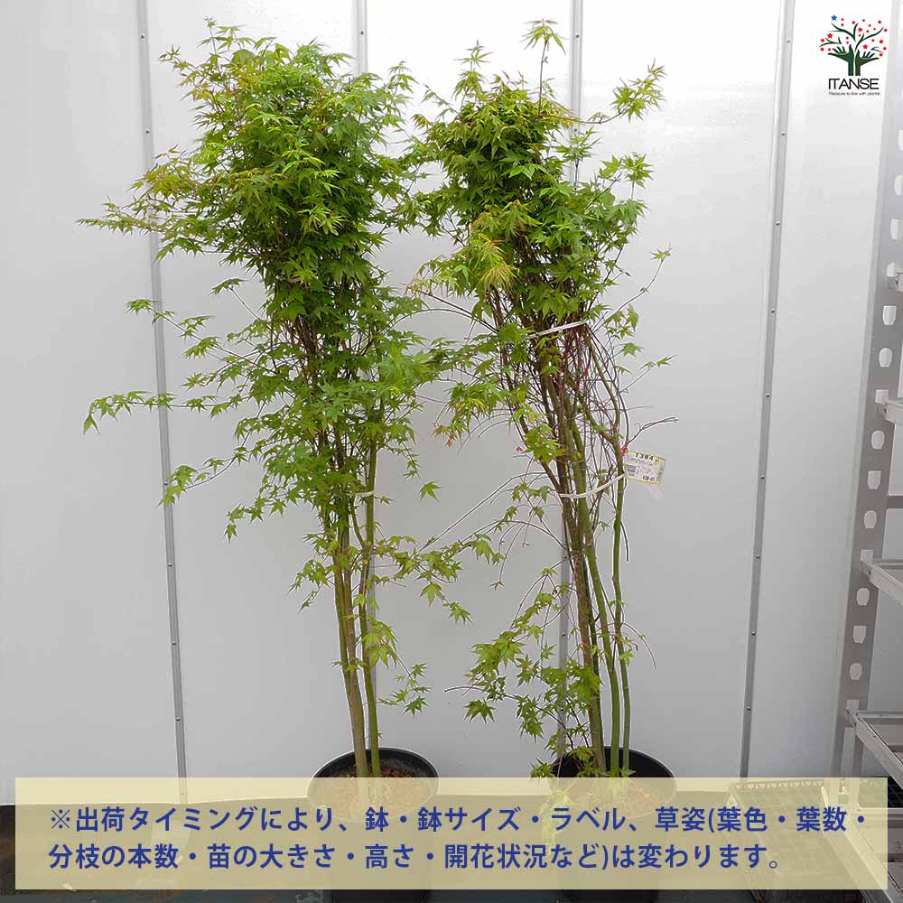 イロハモミジ 【花木苗 8号／1個売り】｜ 【植物のITANSE】全品