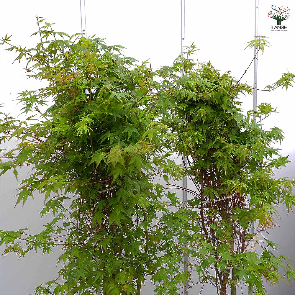 イロハモミジ 【花木苗 8号／1個売り】｜ 【植物のITANSE