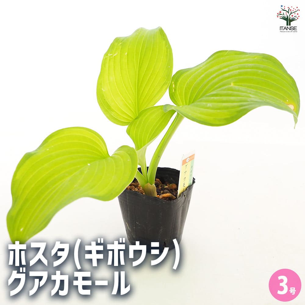 ホスタ(ギボウシ) グアカモール 【花苗 3号】｜ 【植物のITANSE