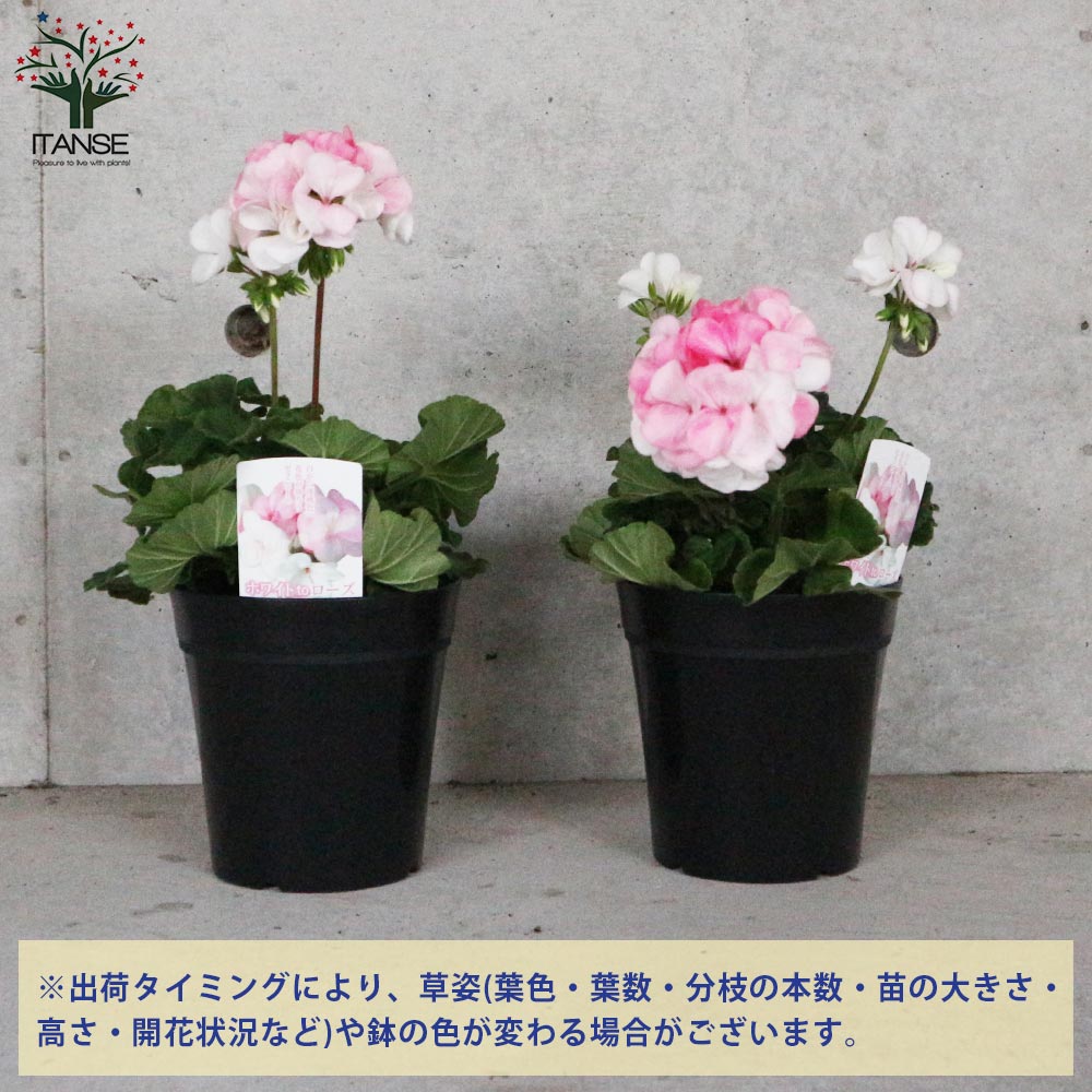 ゼラニウム ホワイトトゥローズ 【花苗 4～5号鉢 多年草／1個売り