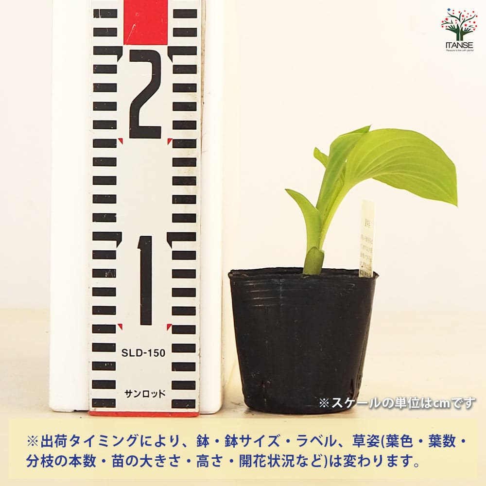 ホスタ(ギボウシ) グアカモール 【花苗 3号】｜ 【植物のITANSE