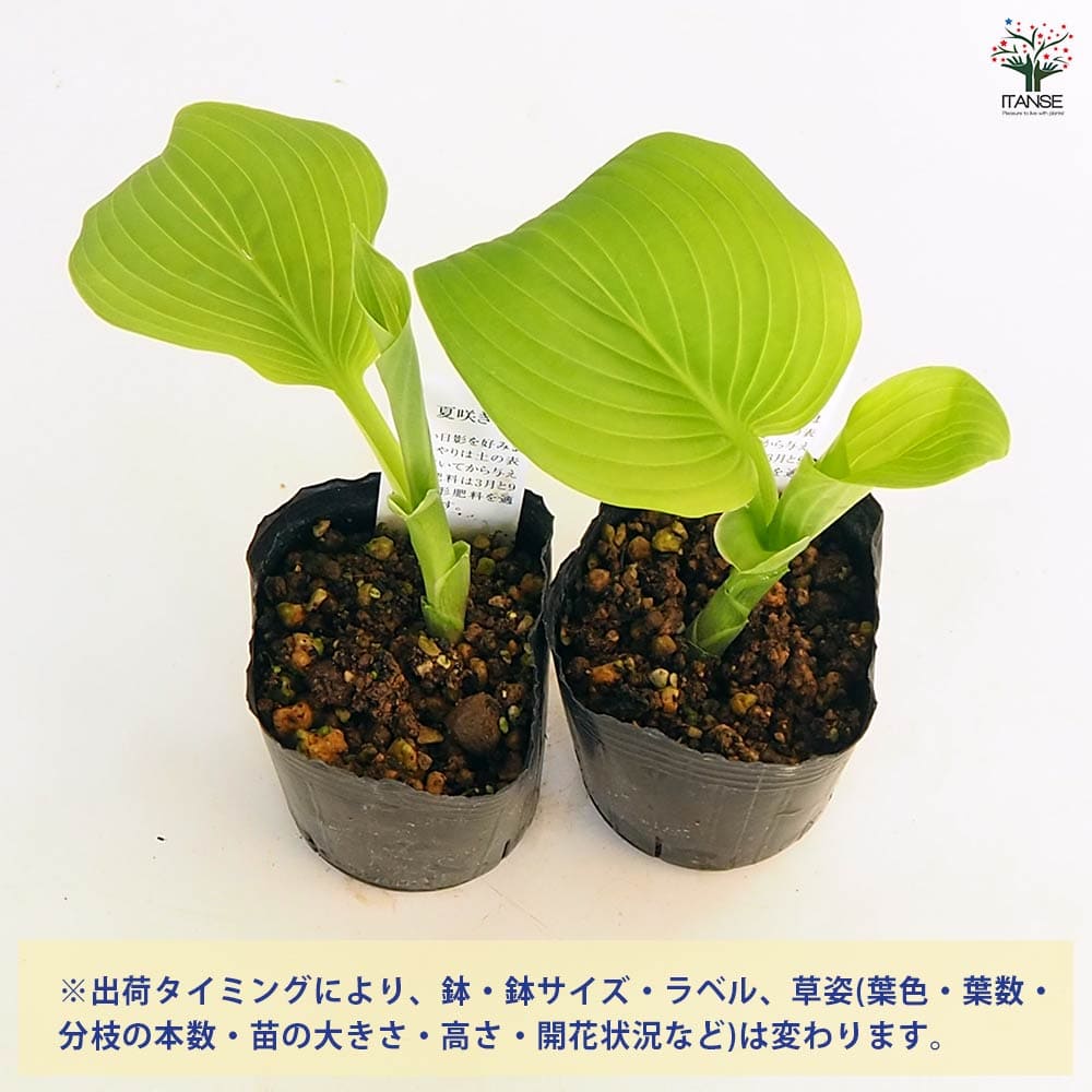 オオハマボウ単品 ホスタ(ギボウシ) グアカモール 【花苗 3号】｜ 【植物の