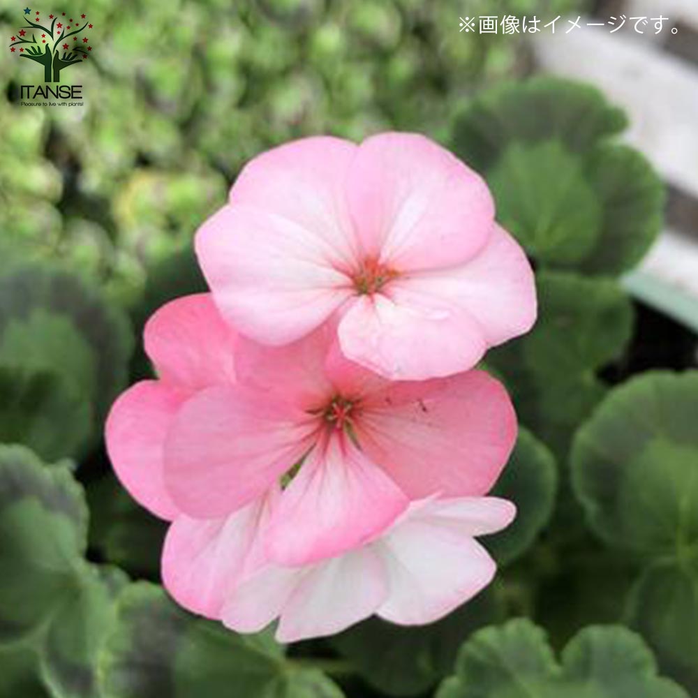 コンロンカピンク　苗 コンロンカの花 ピンク