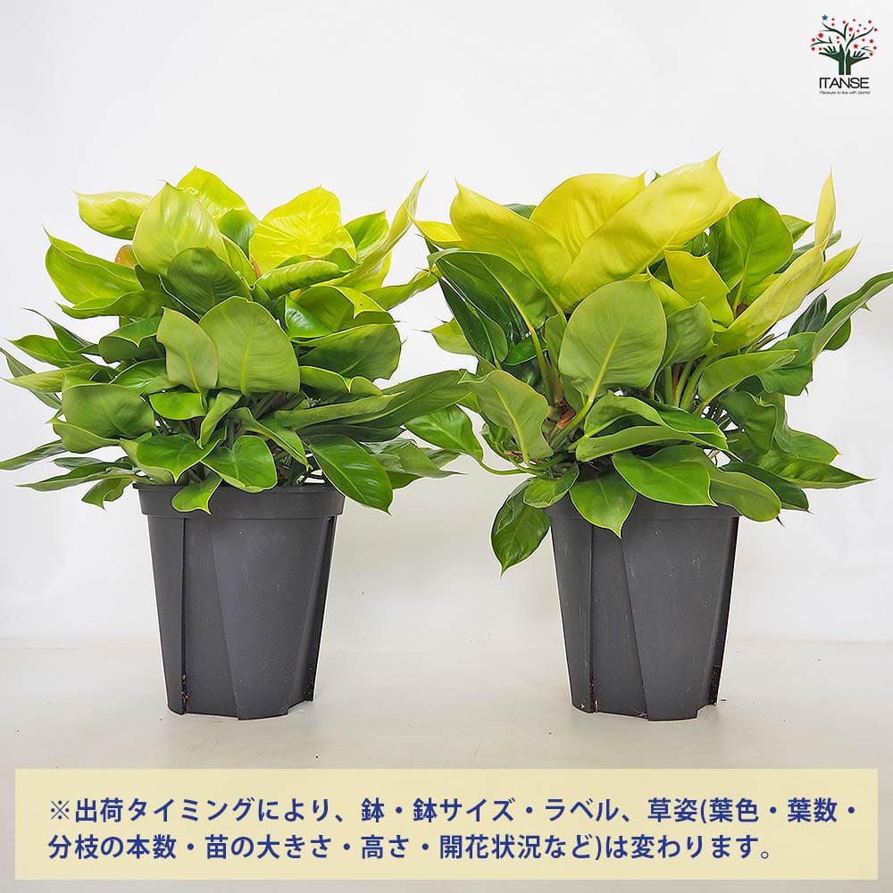 フィロデンドロン ムーンライト 【観葉植物 8号／1個売り】｜ 【植物の
