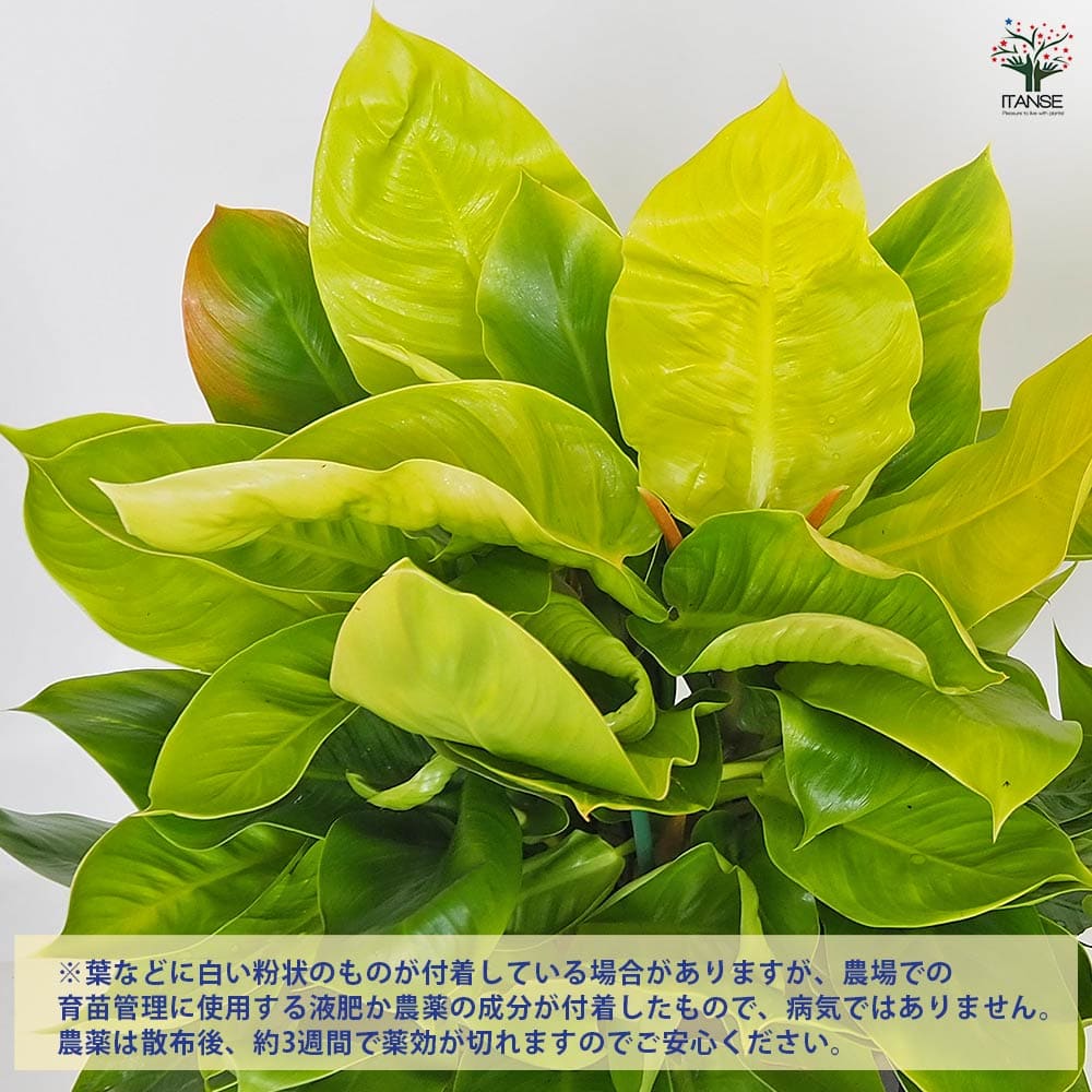 フィロデンドロン ムーンライト 【観葉植物 8号／1個売り】｜ 【植物の