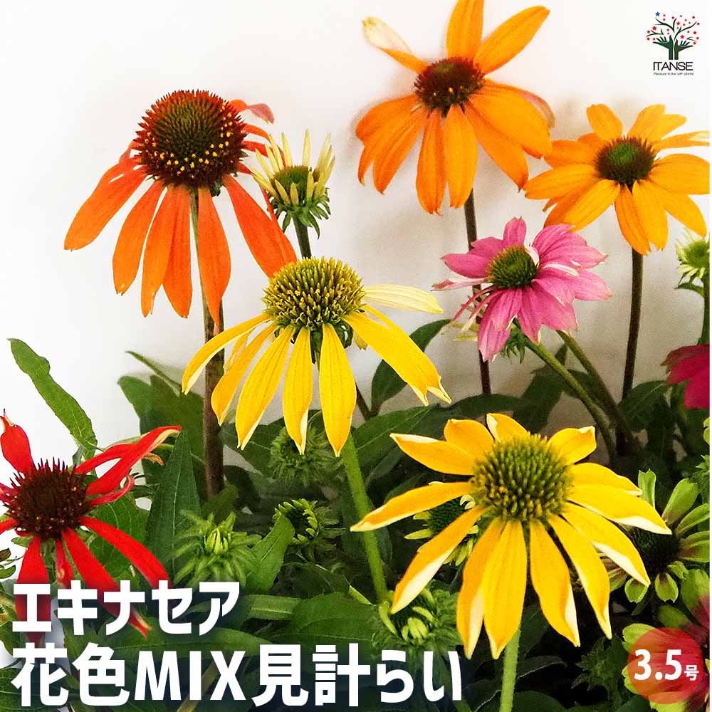 エキナセア 花色MIX見計らい 【花苗 3.5号】｜ 【植物のITANSE