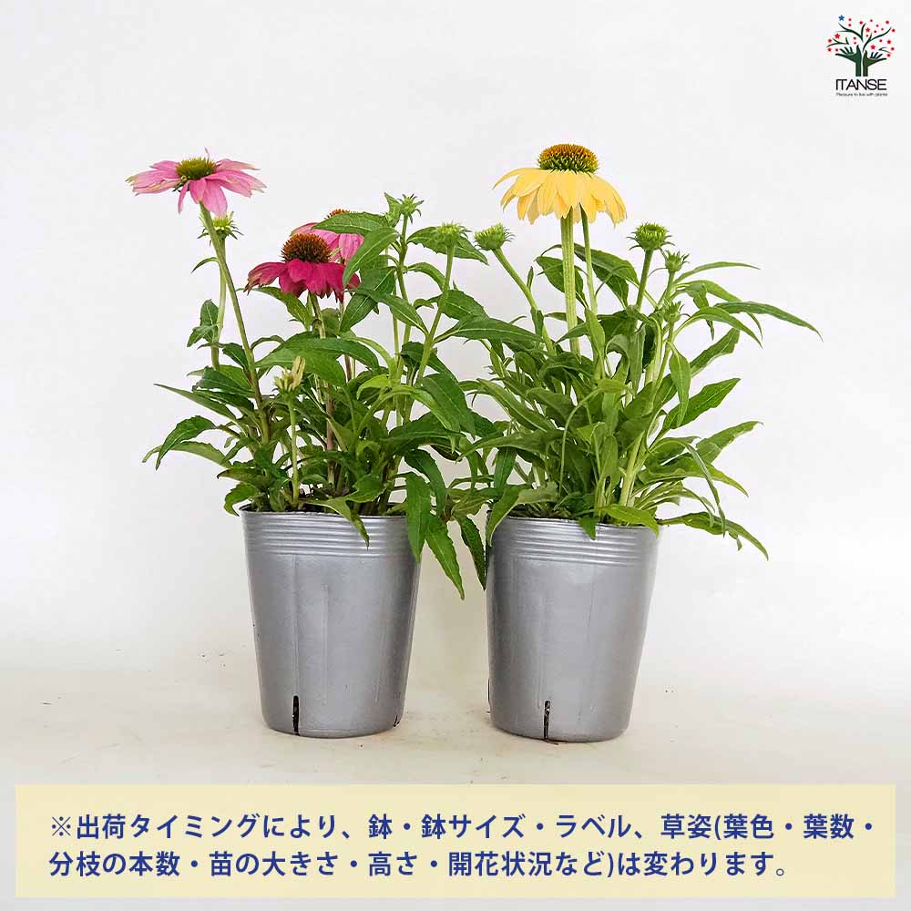 エキナセア 花色MIX見計らい 【花苗 3.5号】｜ 【植物のITANSE
