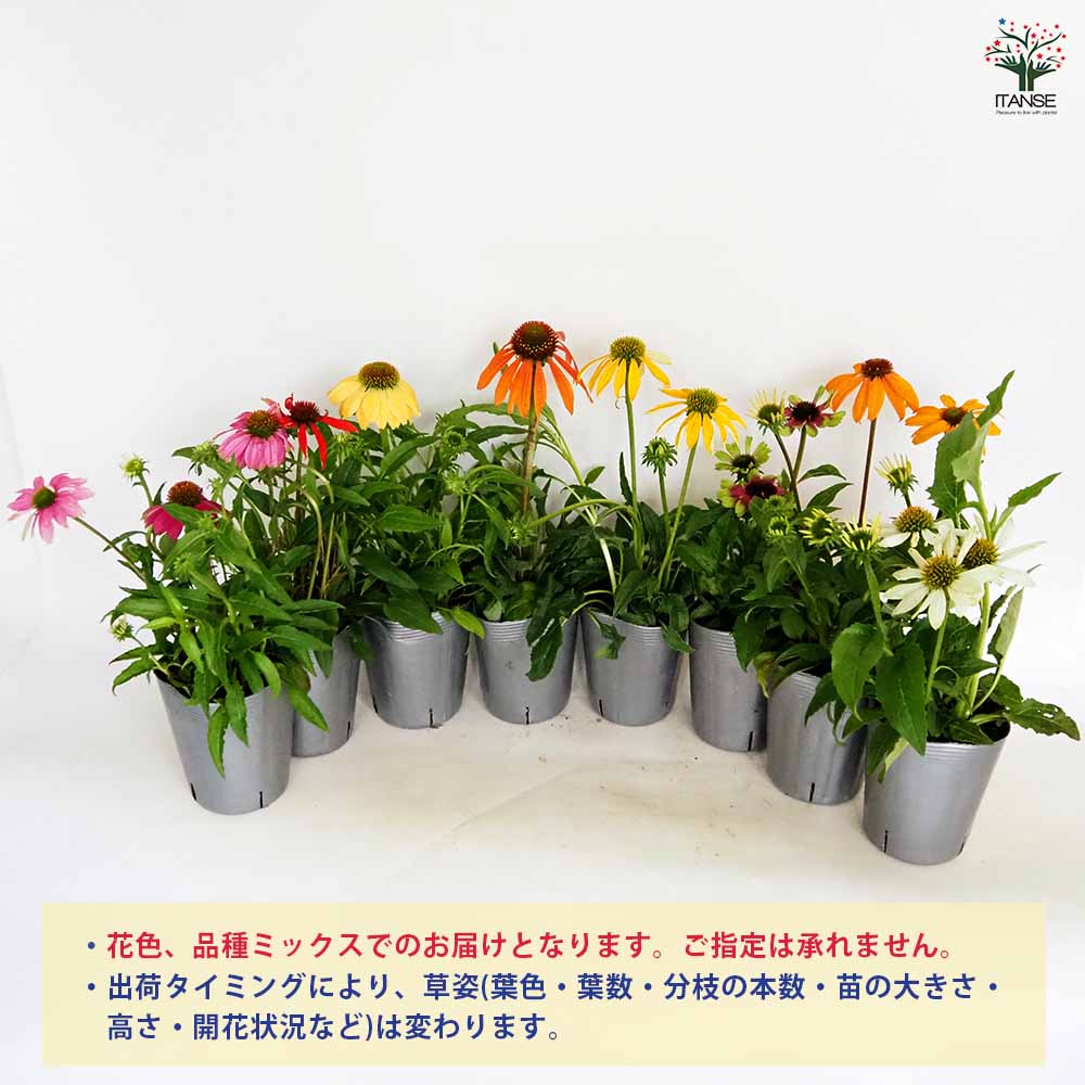 紫陽花 苗　エダム　もうすぐ開花　蕾付特大株 紫陽花 苗 エダム もうすぐ開花 蕾付特大株