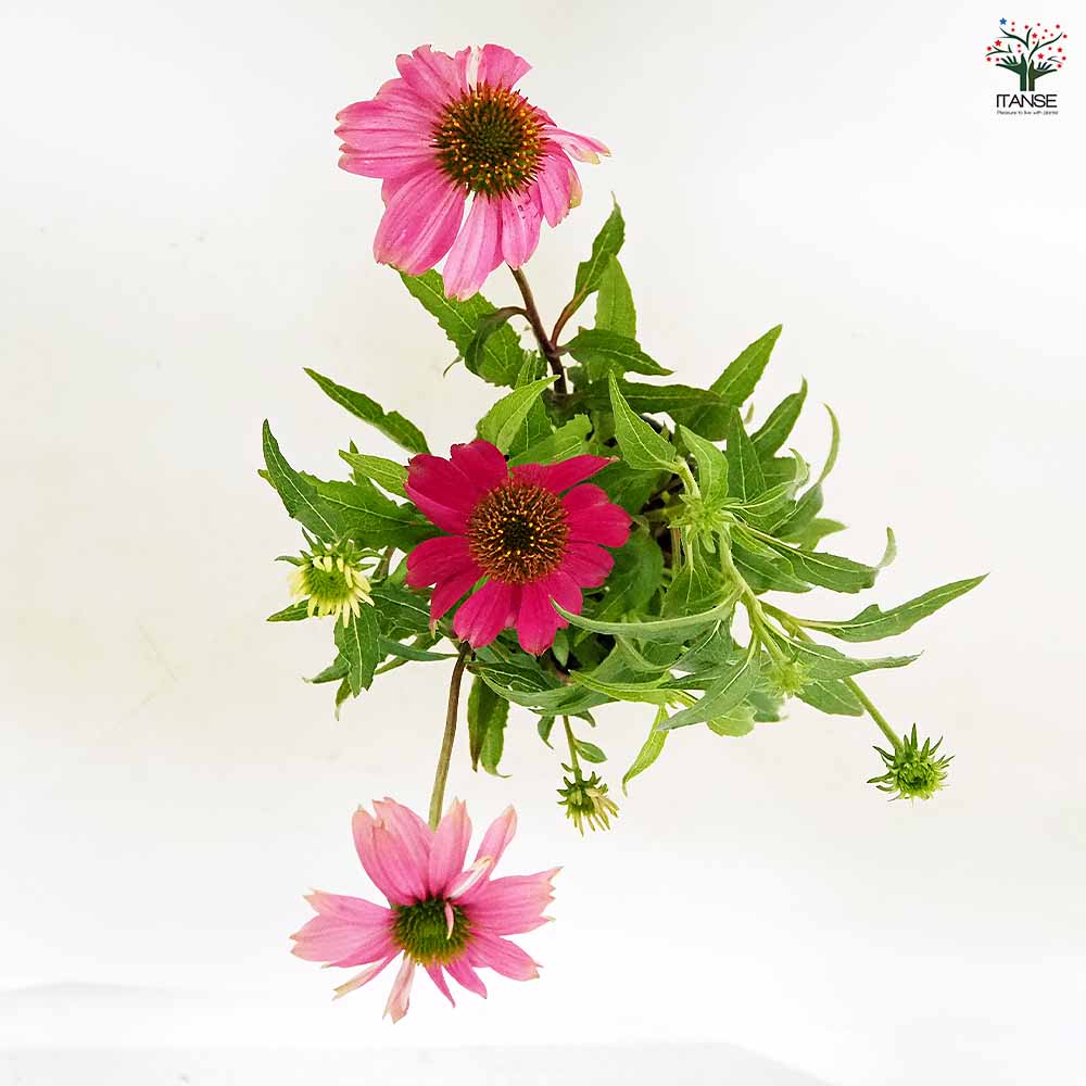 エキナセア 花色MIX見計らい 【花苗 3.5号】｜ 【植物のITANSE