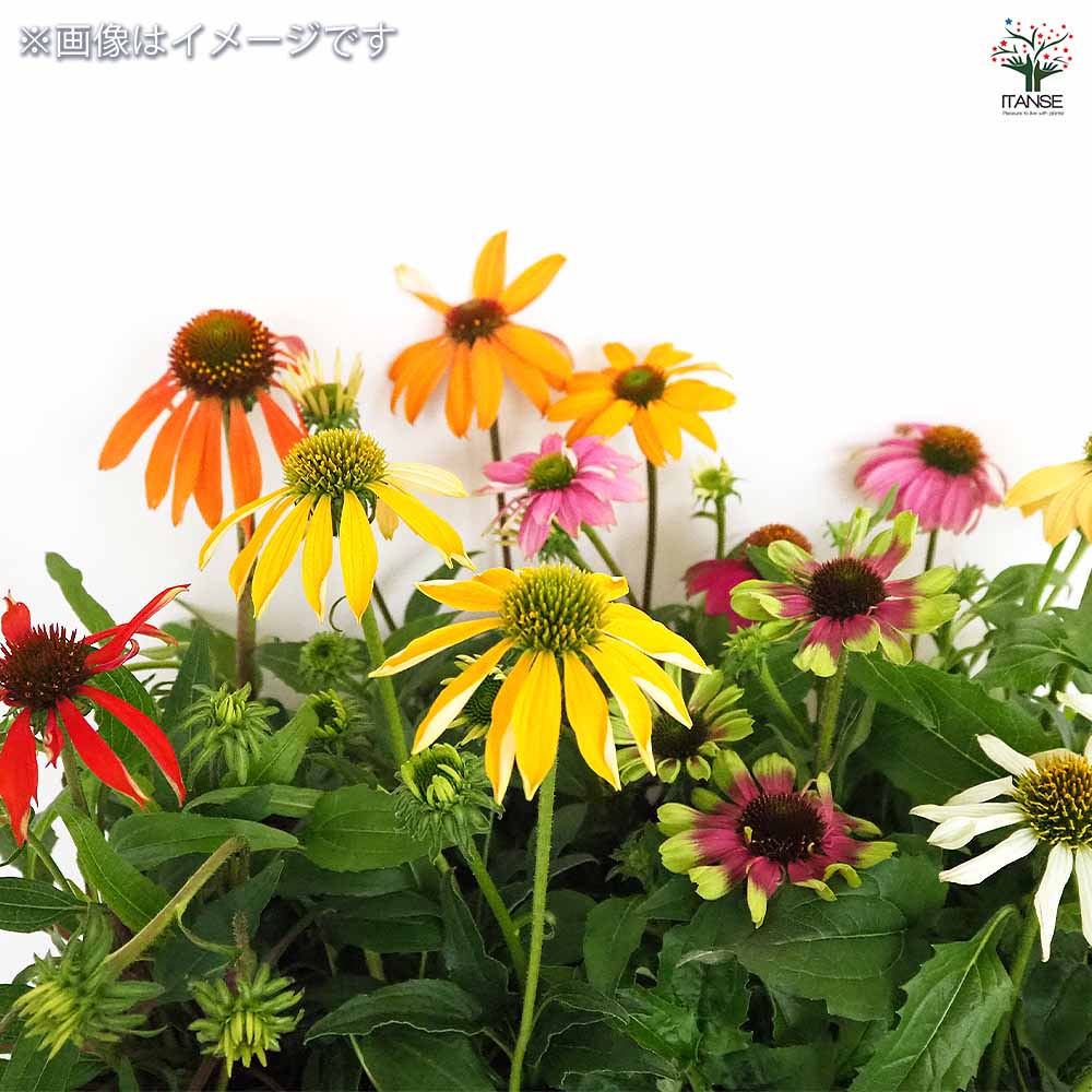 エキナセア苗4品種 エキナセア 苗 4個セット - メルカリ