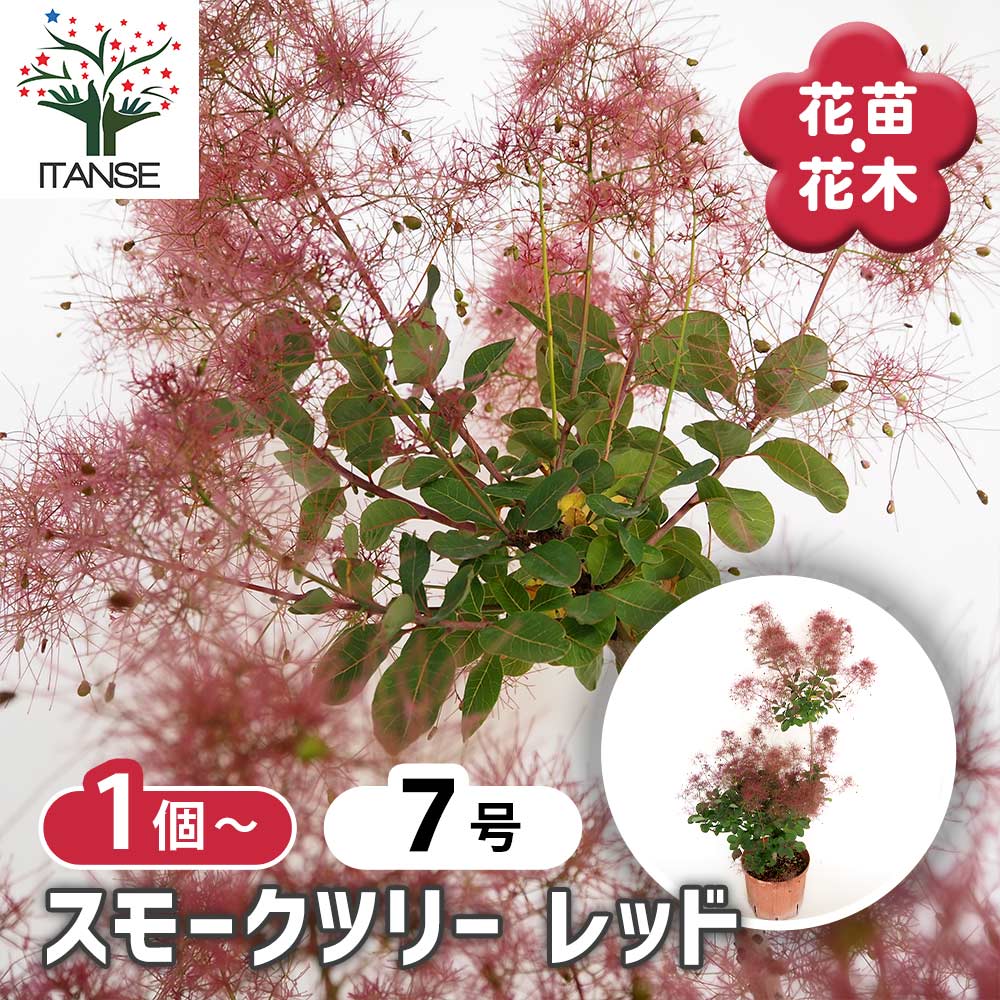 スモークツリー レッド 【花木苗 7号／1個売り】｜ 【植物の