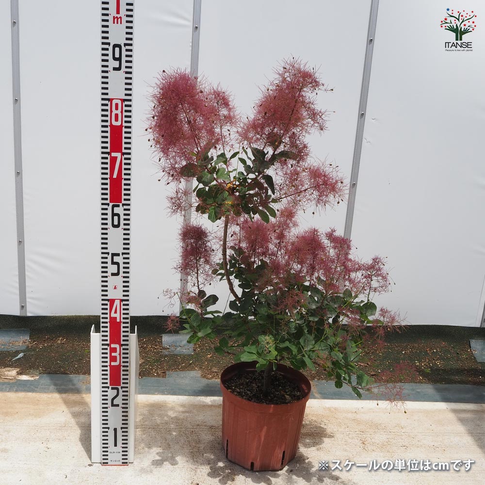 スモークツリー レッド 【花木苗 7号／1個売り】｜ 【植物の
