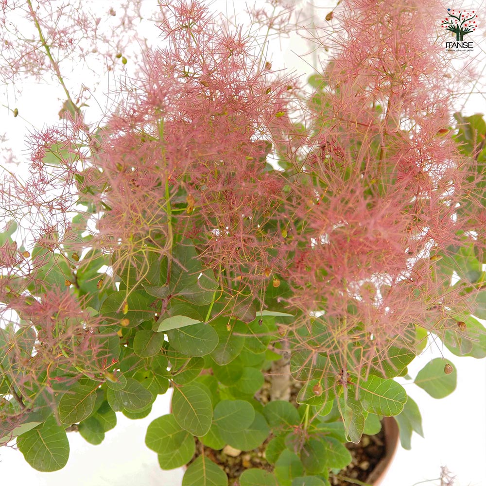 スモークツリー レッド 【花木苗 7号／1個売り】｜ 【植物の