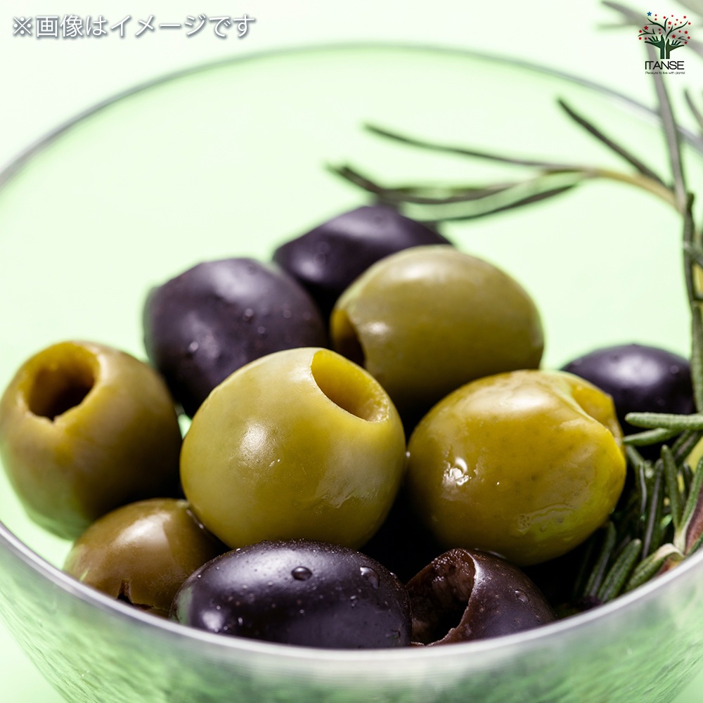 オリーブ ワラサ 【果樹の苗木 5号／1個売り】｜ 【植物のITANSE